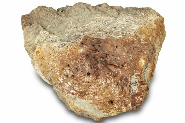 Dinosaur (Triceratops) Frill Shield Section - Montana #310533